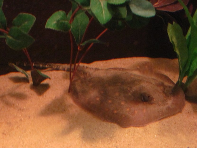 135-sting ray.jpg